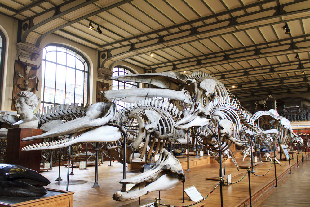 musee-histoire-naturell